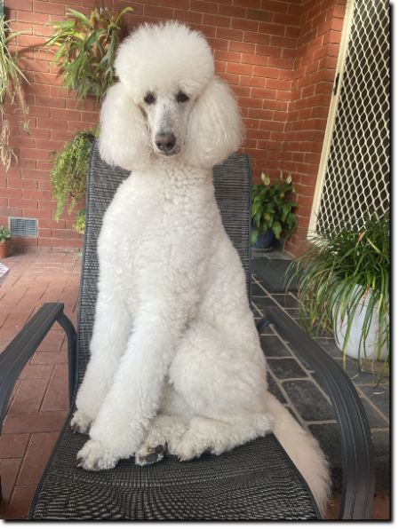 Our real Quinn Quinn, our white standard Poodle